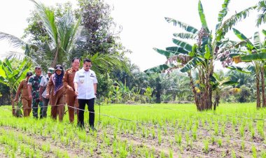 Babinsa Kodim 0301/Pbr Monitoring Program Ketahanan Pangan di Wilayah Binaan