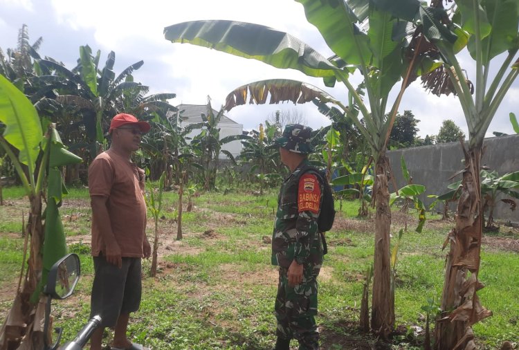 Babinsa Kodim0301/Pbr Berikan Dukungan Moril Pada Petani Pisang di Wilayah Binaan