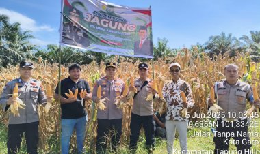 Kapolsek Tapung Hilir Panen Raya Jagung: Dukung Ketahanan Pangan Nasional   