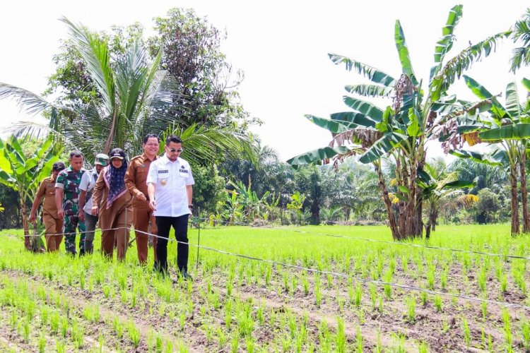 Babinsa Kodim 0301/Pbr Monitoring Program Ketahanan Pangan di Wilayah Binaan