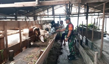 Dukung Ketahanan Pangan,Babinsa Kodim 0301/Pbr Dampingi Peternak Kambing