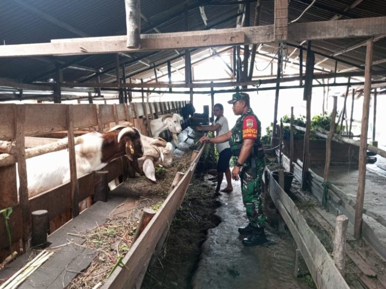 Dukung Ketahanan Pangan,Babinsa Kodim 0301/Pbr Dampingi Peternak Kambing