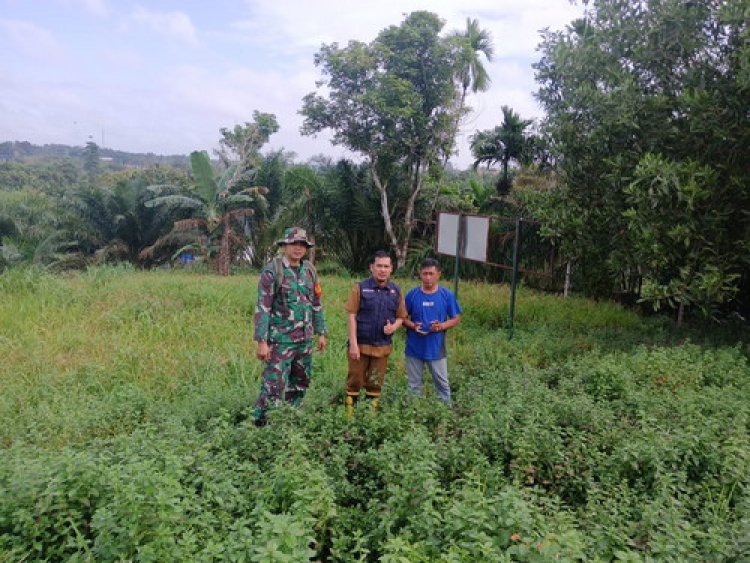 Babinsa Kodim 0301/Pbr Intensif Cek Lokasi Lahan Padi Gogo