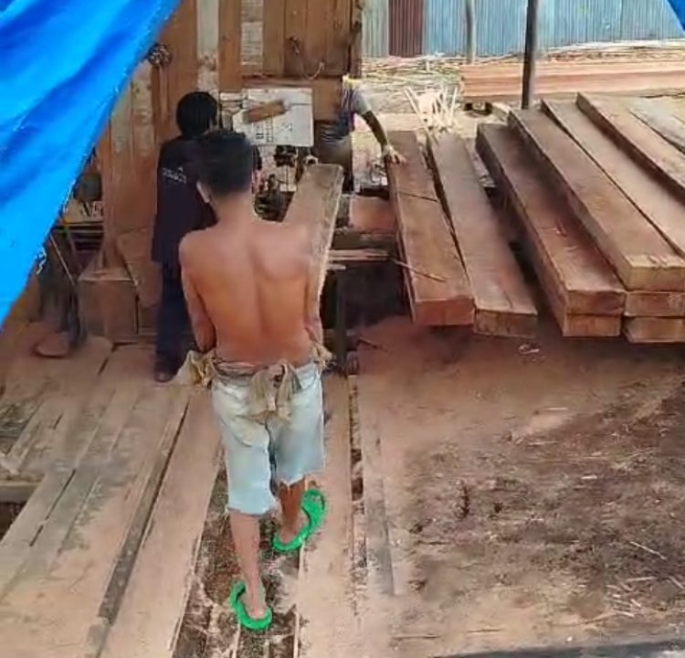 Sawmill Ilegal di Simpang Kambing Kembali Beroperasi, Penindakan Tak Beri Efek Jera