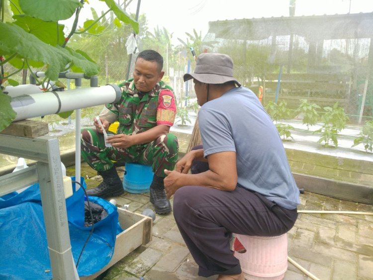 Berikan Motivasi,Babinsa Kodim Kunjungi Petani Melon Hidroponik