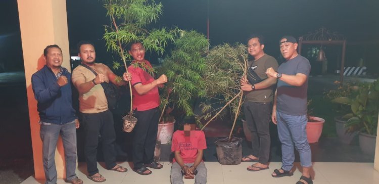 Polsek Siak Hulu Tangkap Warga Yang Budidaya Ganja,4 Batang Ganja Diamankan