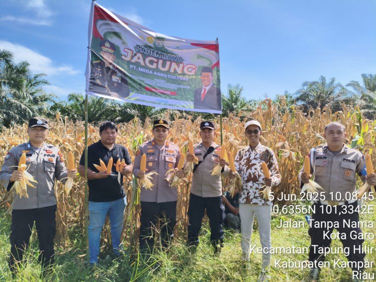 Kapolsek Tapung Hilir Panen Raya Jagung: Dukung Ketahanan Pangan Nasional