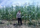 Komitmen Jalankan Asta Cita Presiden,Polsek Kampar Kiri Terus Galakan Penanaman Jagung