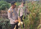 Lahan Ketahtanan Pangan Polsek Kampar Kiri Berkembang Baik – Jagung Pipil 1,8 Ha Siap Dipanen Bulan Depan