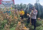 POLSEK KAMPAR KIRI GANDENG KELOMPOK TANI – PANEN RAYA JAGUNG PIPIL 1 TON DI GUNUNG MULYA, HASILNYA KE BULOG"   