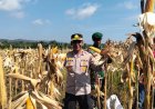 POLSEK KAMPAR KIRI GANDENG PT. SURYA AGRO & KELOMPOK TANI – PANEN RAYA JAGUNG PIPIL 2 HA, HASILNYA KE BULOG