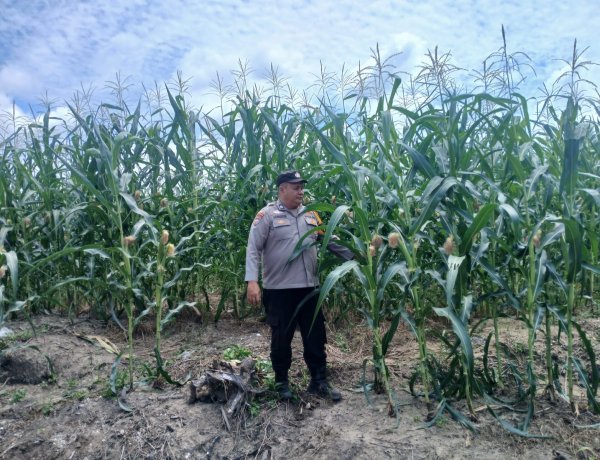 Komitmen Jalankan Asta Cita Presiden,Polsek Kampar Kiri Terus Galakan Penanaman Jagung