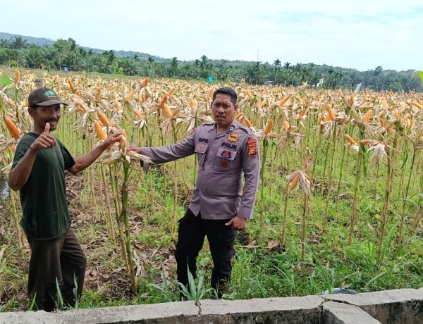 Polsek Kampar Kiri Periksa Tanaman Jagung Kelompok Tani Presisi – Kondisi Bagus, Siap Panen Bulan Juni   