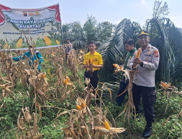 POLSEK KAMPAR KIRI GANDENG KELOMPOK TANI – PANEN RAYA JAGUNG PIPIL 1 TON DI GUNUNG MULYA, HASILNYA KE BULOG"   