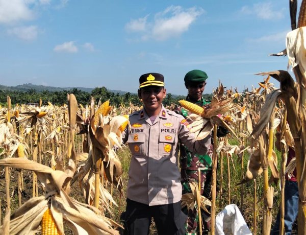 POLSEK KAMPAR KIRI GANDENG PT. SURYA AGRO & KELOMPOK TANI – PANEN RAYA JAGUNG PIPIL 2 HA, HASILNYA KE BULOG
