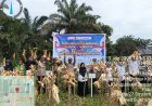 Polsek Kampar Kiri Sukses Laksanakan Panen Raya, Komitmen Kuat Jaga Ketahanan Pangan