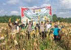 Berhasil Laksanakan Panen Raya,Kapolsek Kampar Kiri Berhasil Jaga Ketahanan Pangan Masyarakat