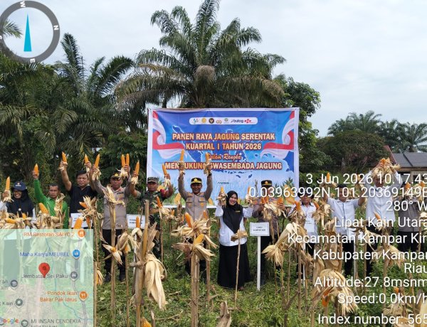 Polsek Kampar Kiri Sukses Laksanakan Panen Raya, Komitmen Kuat Jaga Ketahanan Pangan