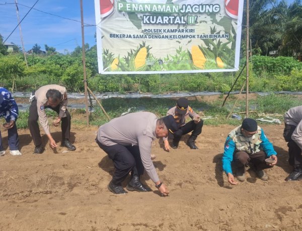 Polsek Kampar Kiri Sukses Laksanakan Penanaman Jagung Tahap II