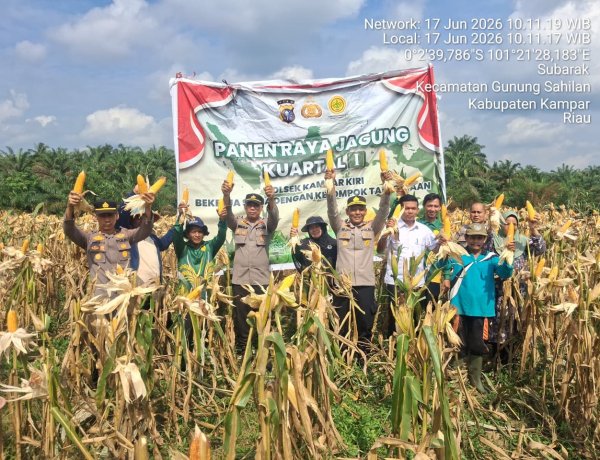 Berhasil Laksanakan Panen Raya,Kapolsek Kampar Kiri Berhasil Jaga Ketahanan Pangan Masyarakat