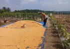 Pantau Pengeringan Jagung Pupil Bentuk Nyata Polsek Kampar Kiri Jadi Garda Terdepan Jaga Ketahanan Pangan