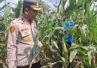 Cek Lahan Jagung Kuartal Ke dua,Polsek Kampar Kiri Terus Komitmen Sukseskan Ketahanan Pangan