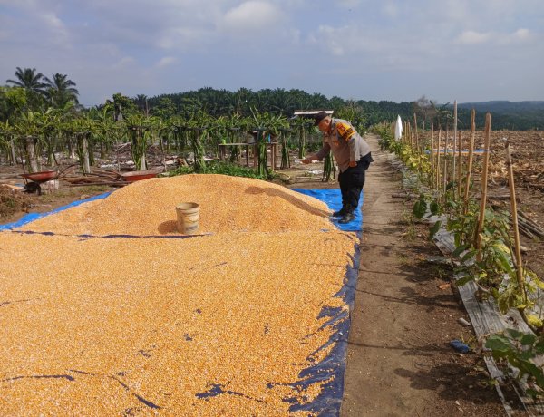 Pantau Pengeringan Jagung Pupil Bentuk Nyata Polsek Kampar Kiri Jadi Garda Terdepan Jaga Ketahanan Pangan