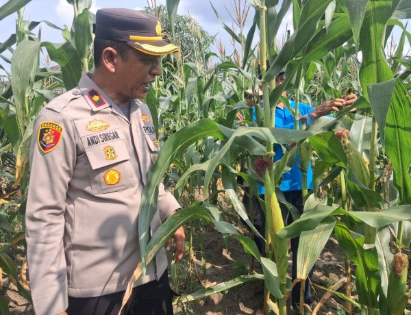 Cek Lahan Jagung Kuartal Ke dua,Polsek Kampar Kiri Terus Komitmen Sukseskan Ketahanan Pangan