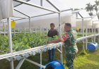 Babinsa Kodim 0301/Pekanbaru Dampingi Budidaya Hidroponik, Warga Raih Manfaat Ganda