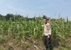 Cek Lahan Ketahanan Pangan, Komitmen Nyata Polsek Kampar Kiri Jaga Ketahanan Pangan Masyarakat