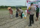 Polsek Kampar Kiri Bersama PT Surya Agro Sukses Sejahtera Melaksanakan Penanaman Jagung Di Desa Geringging
