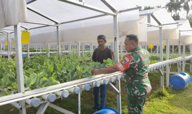 Babinsa Kodim 0301/Pekanbaru Dampingi Budidaya Hidroponik, Warga Raih Manfaat Ganda