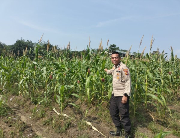 Cek Lahan Ketahanan Pangan, Komitmen Nyata Polsek Kampar Kiri Jaga Ketahanan Pangan Masyarakat