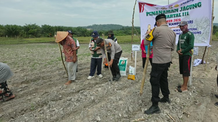 Polsek Kampar Kiri Bersama PT Surya Agro Sukses Sejahtera Melaksanakan Penanaman Jagung Di Desa Geringging