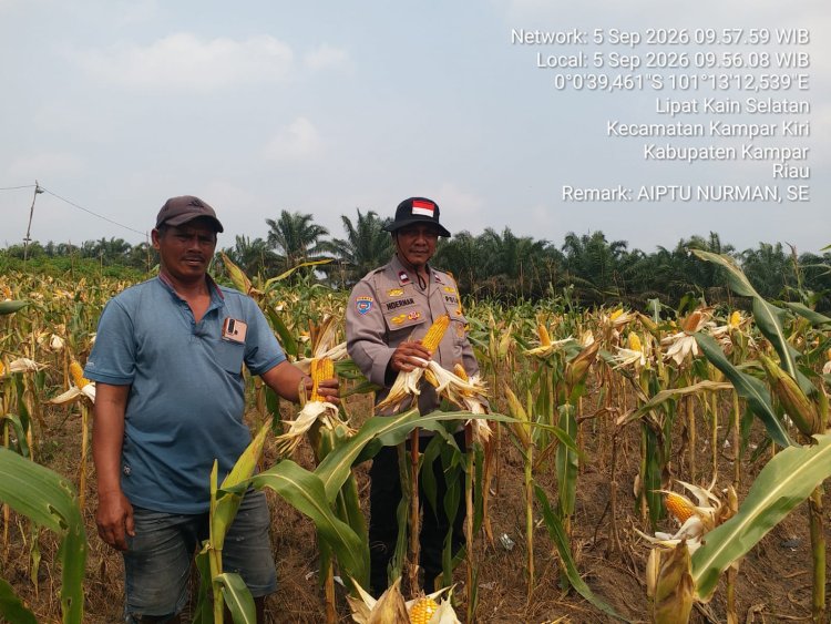Demi Jaga Ketahanan Pangan Masyarakat,Polsek Kampar Kiri Terus Pantau Tanaman Jagung Diwilayah Hukum